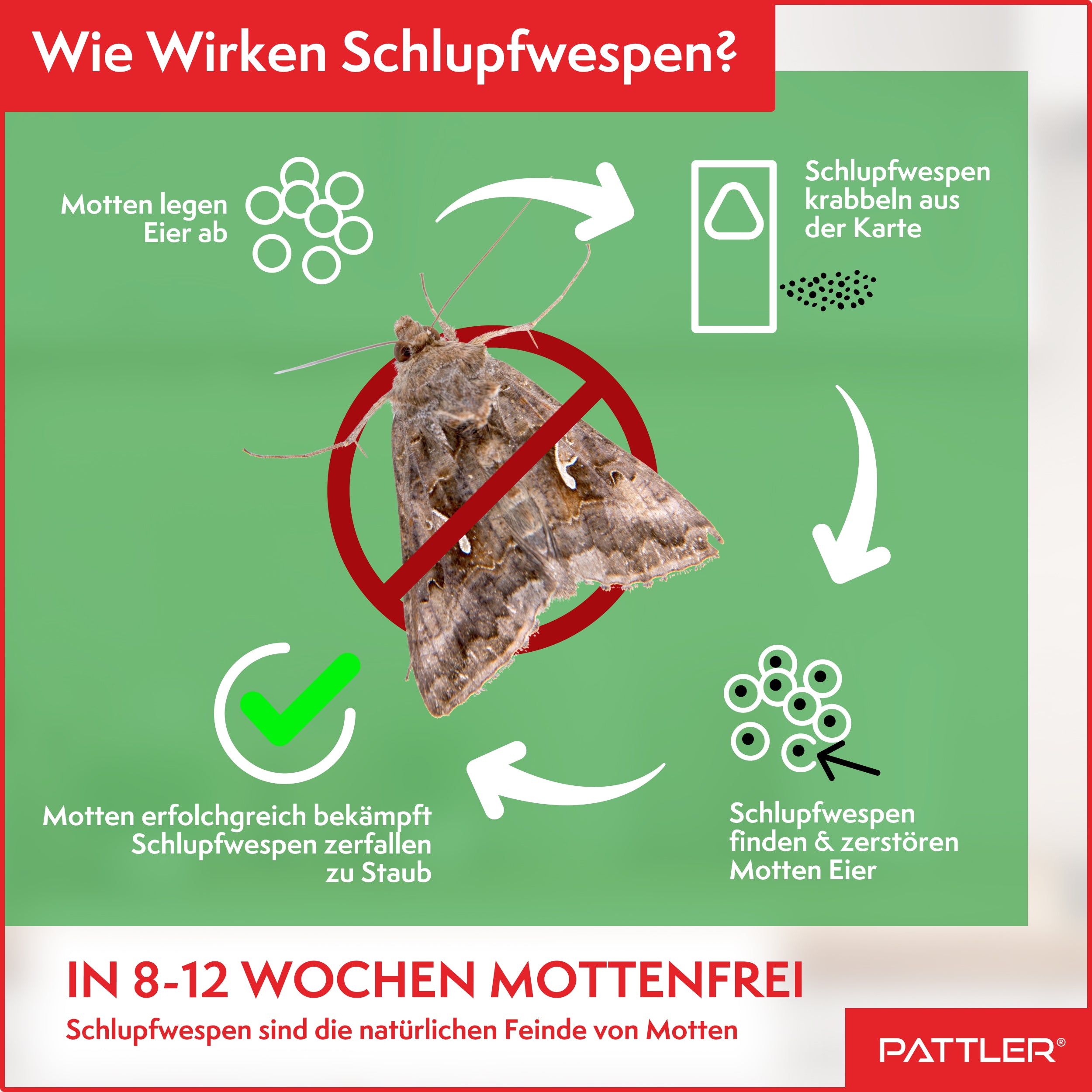 Schlupfwespen gegen Kleidermotten
