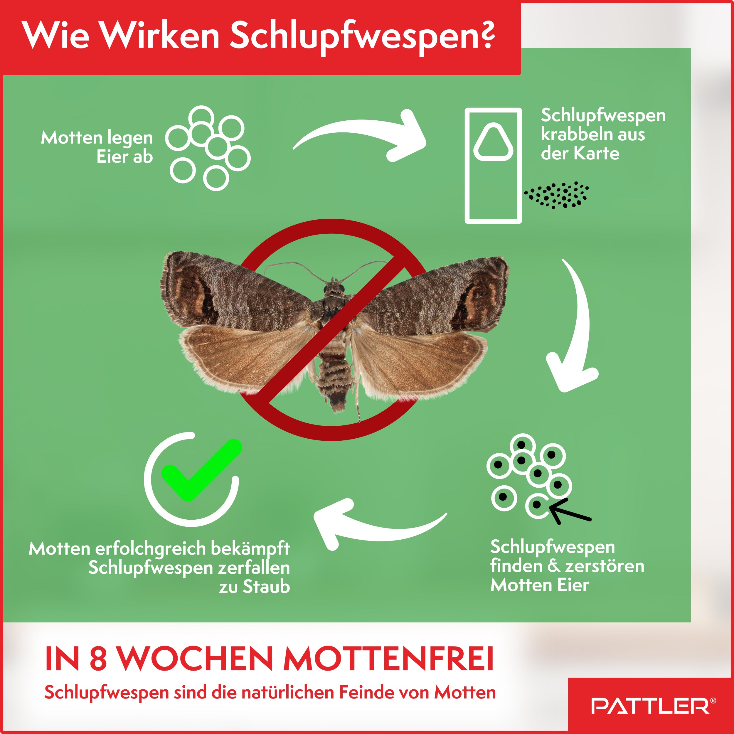 Schlupfwespen gegen Lebensmittelmotten